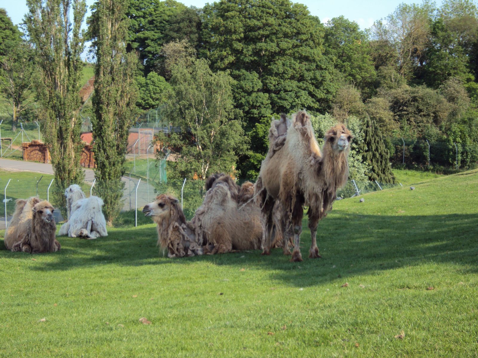 West Midland Safari Park